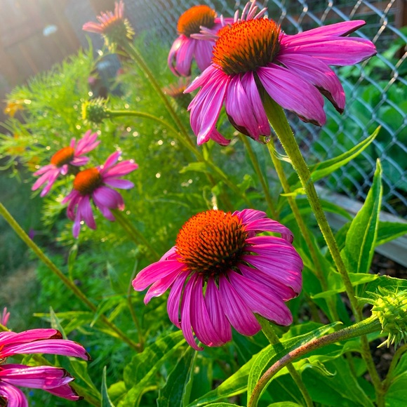 Meet your Posher, Essie - Picture 1 of 1